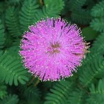 Mimosa strigillosa