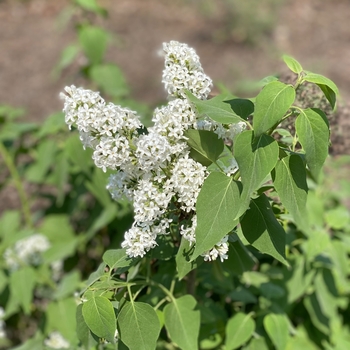 Syringa vulgaris 'Alba' 