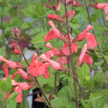 Salvia greggii 'Salmon' 