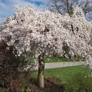 Prunus serrulata 'Mount Fuji' 