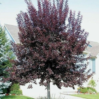 Prunus virginiana 'Canada Red' 