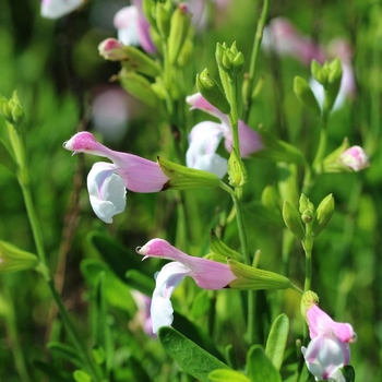 Salvia greggii 'Teresa' 