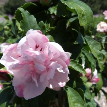 Hibiscus syriacus 'Double Pink' 