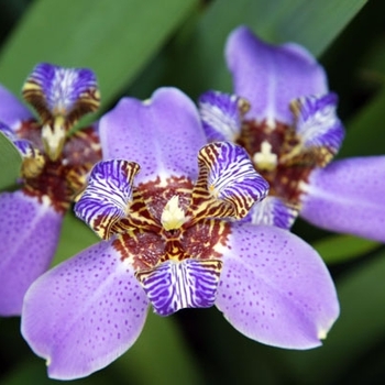 Iris neomarica caerulea 'Regina' 