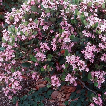 Rhaphiolepis indica 'Dwarf Pink' 