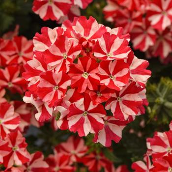 Verbena peruviana 'Peppermint' 