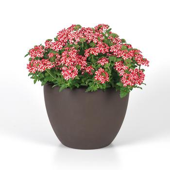 Verbena peruviana Firehouse™ 'Peppermint' (275109)