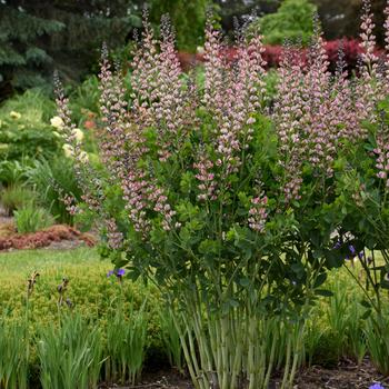 Baptisia 'Pink Truffles' PP26588