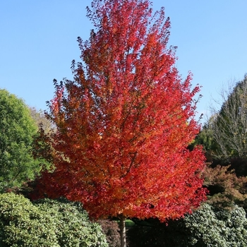 Acer rubrum 'Frank Jr' PP16769