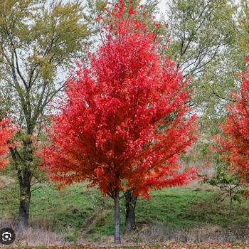 Acer rubrum 'Summer Red®' HOSR