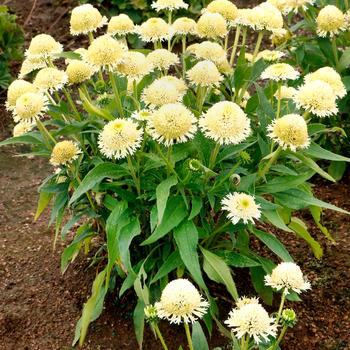 Echinacea purpurea Delightful™ 'Lace' (275127)