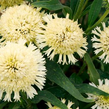 Echinacea purpurea 'Lace' 