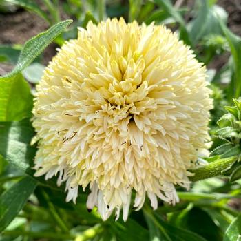 Echinacea purpurea Delightful™ 'Lace' (275129)