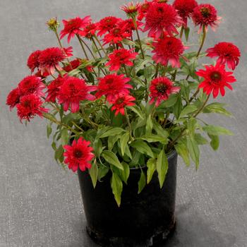 Echinacea purpurea Delightful™ 'Sangria' (275130)