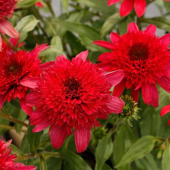 Echinacea purpurea 'Sangria' 