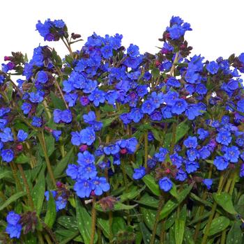 Pulmonaria 'Cobalt' 