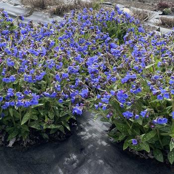 Pulmonaria Nova® 'Cobalt' (275133)