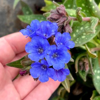 Pulmonaria Nova® 'Cobalt' (275134)