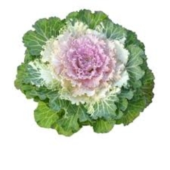 Brassica oleracea 'Osaka IQ Pink Bicolor' 