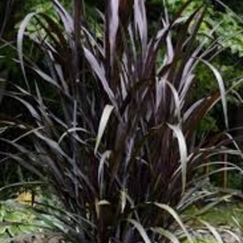 Pennisetum 'Tift 10' PP25515