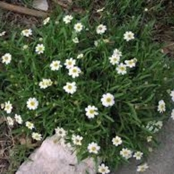 Melampodium leucantheum