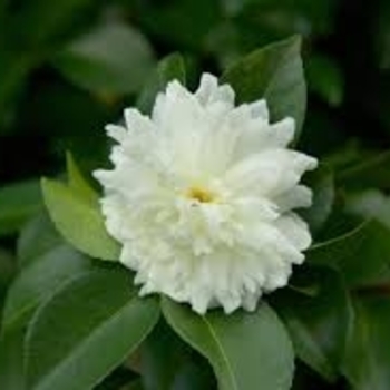 Camellia sasanqua 'Snow on the Mountain' 