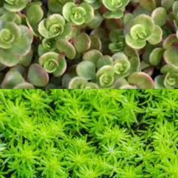 Sedum 