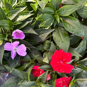 Impatiens 