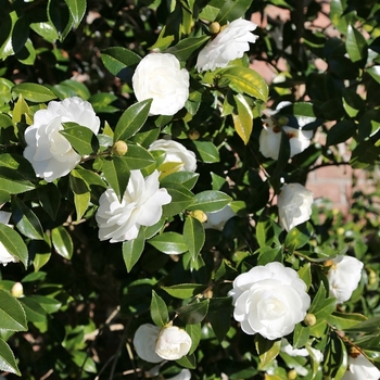 Camellia sasanqua 'Marie Kirk' 