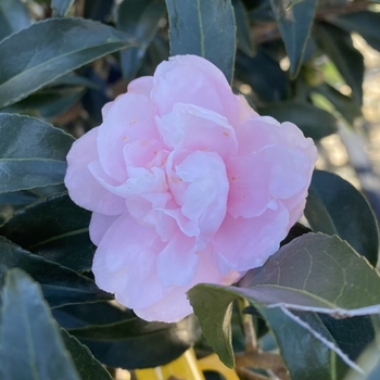 Camellia sasanqua 'Bob Green' 