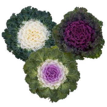 Brassica oleracea 'Bright and Early Mix' 