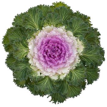 Brassica oleracea 'Bright and Early Pink Bicolor' 