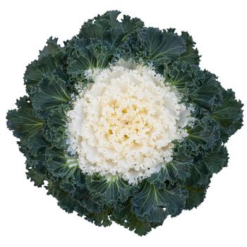 Brassica oleracea 'Bright and Early White' 