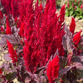 Celosia plumosa