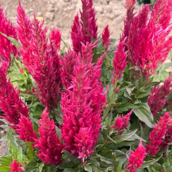 Celosia plumosa