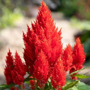 Celosia plumosa