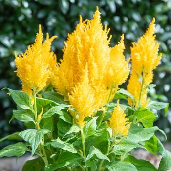 Celosia plumosa