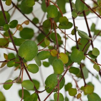 Muehlenbeckia axillaris 'Coins' 