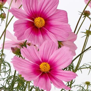 Cosmos bipinnatus