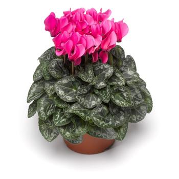 Cyclamen persicum