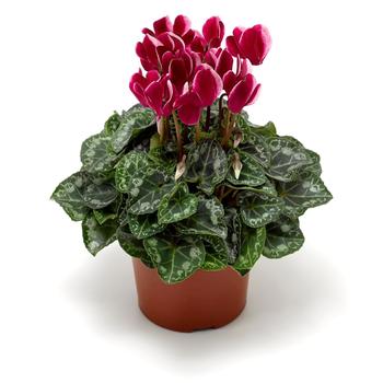 Cyclamen persicum