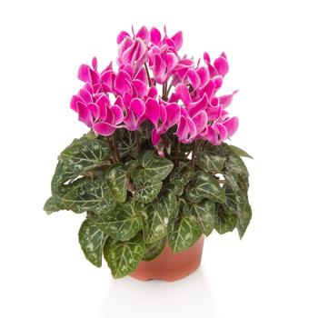 Cyclamen persicum