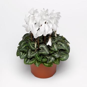 Cyclamen persicum