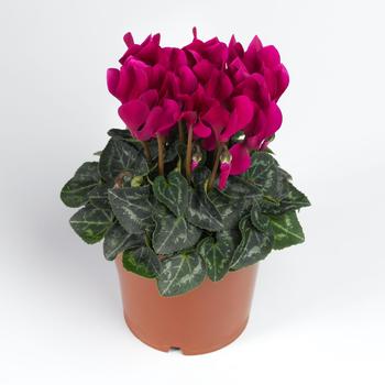 Cyclamen persicum