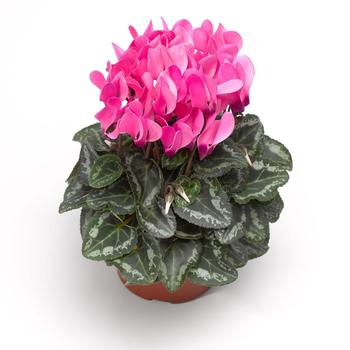 Cyclamen persicum