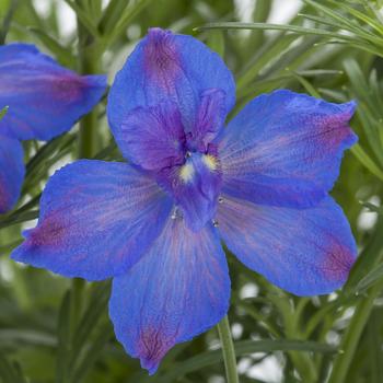 Delphinium grandiflorum