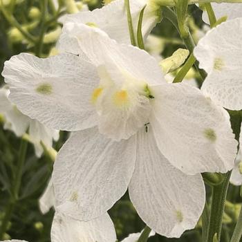 Delphinium grandiflorum