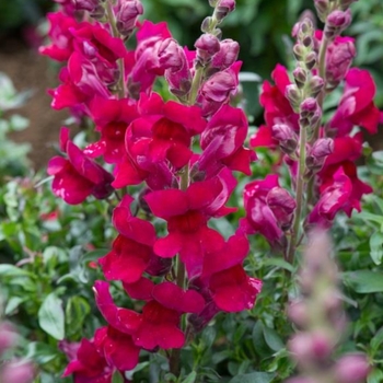 Antirrhinum majus 'Sonnet Burgundy' 