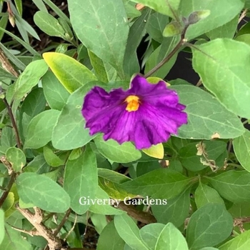 Solanum rantonnetii 'Royal Robe' 