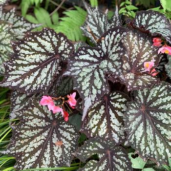 Begonia 'Summer Storm' (275279)